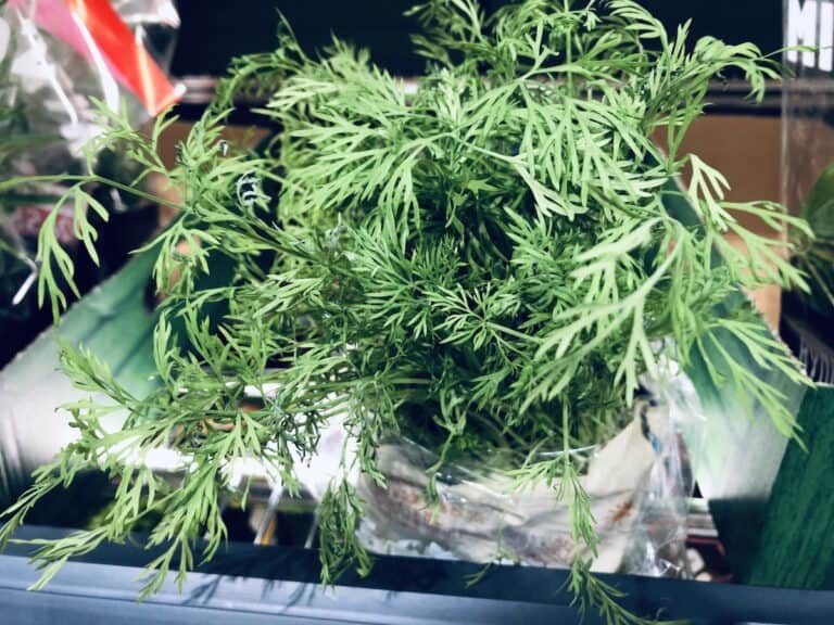 15 Popular Italian Herbs and Spices And How To Use Them Italian