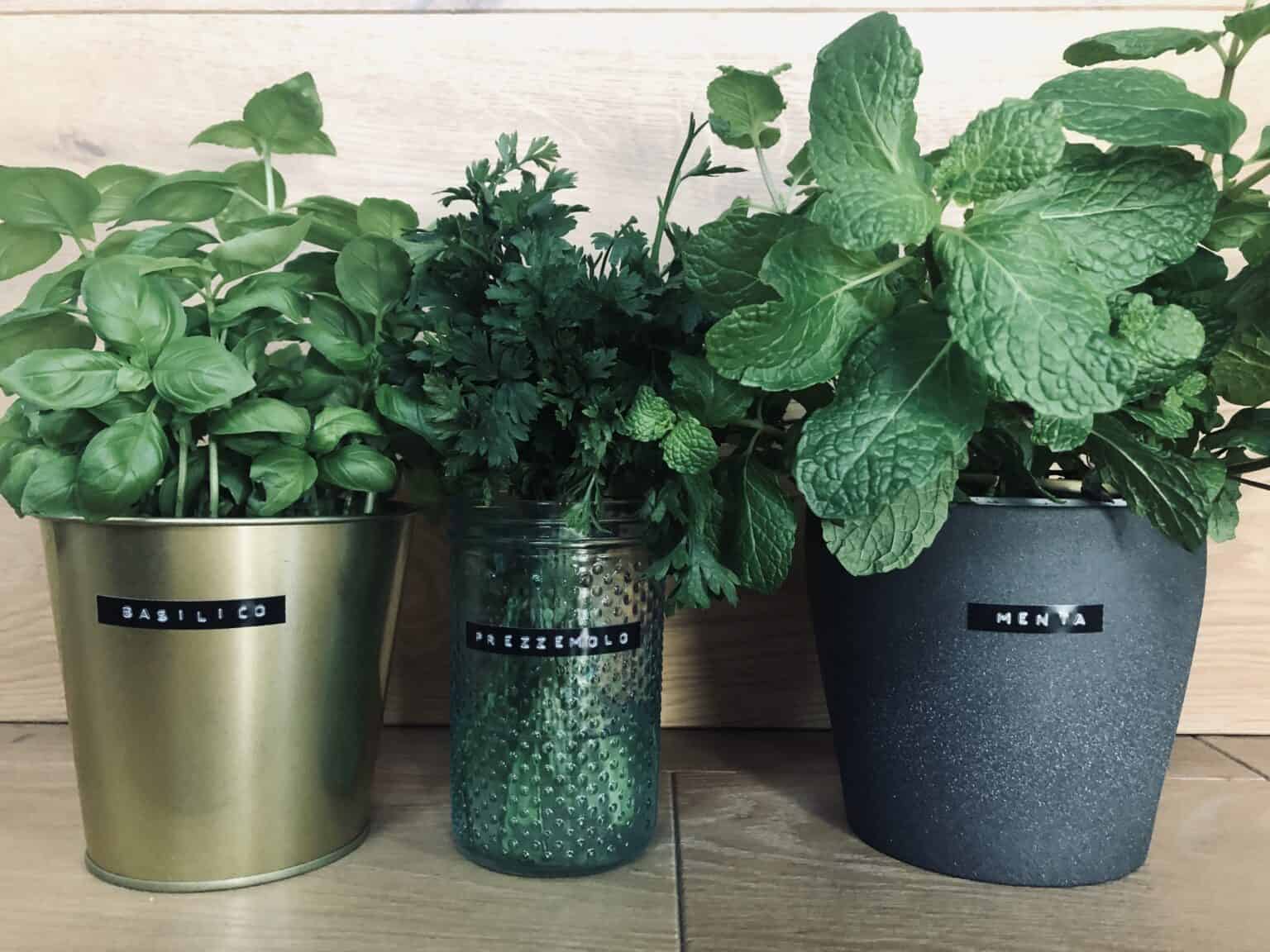 15 Popular Italian Herbs and Spices And How To Use Them Italian