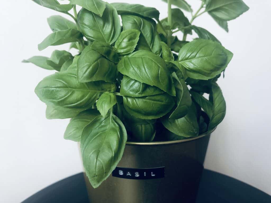 How to preserve Basil?