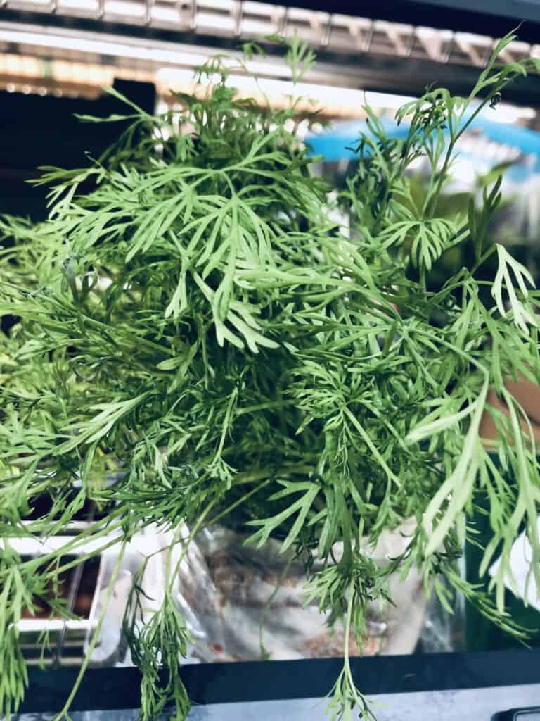 How to preserve dill for winter?