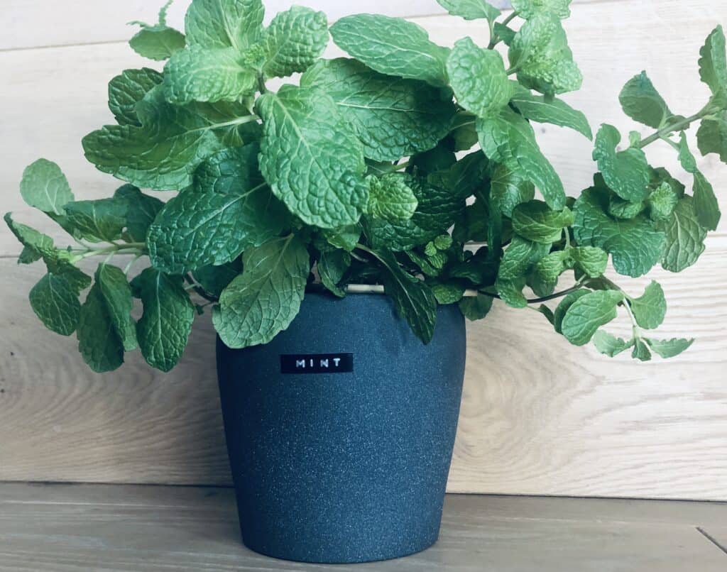 Preserving Mint for Winter