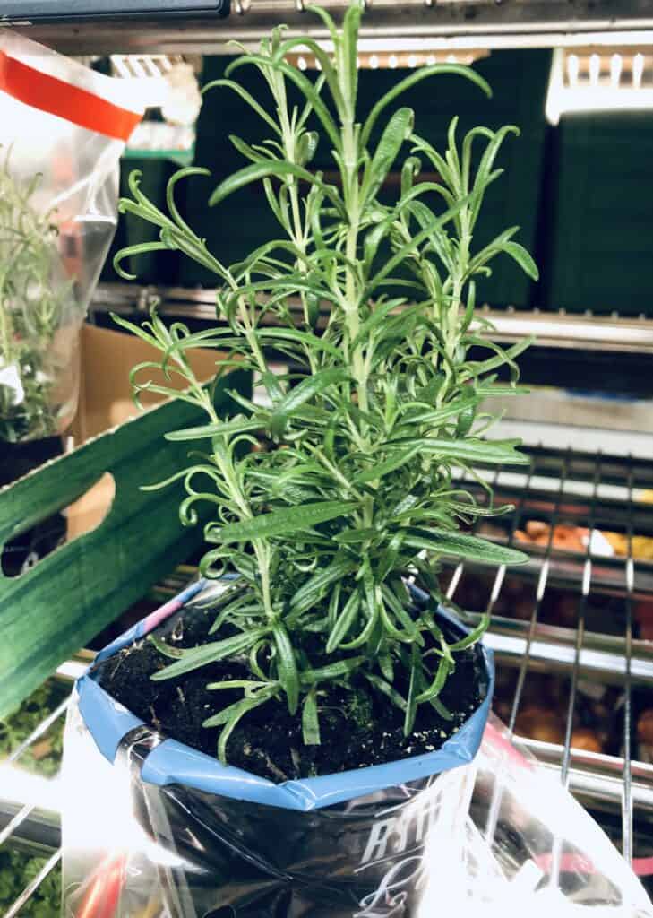 Preserving herbs for winter - Rosemary