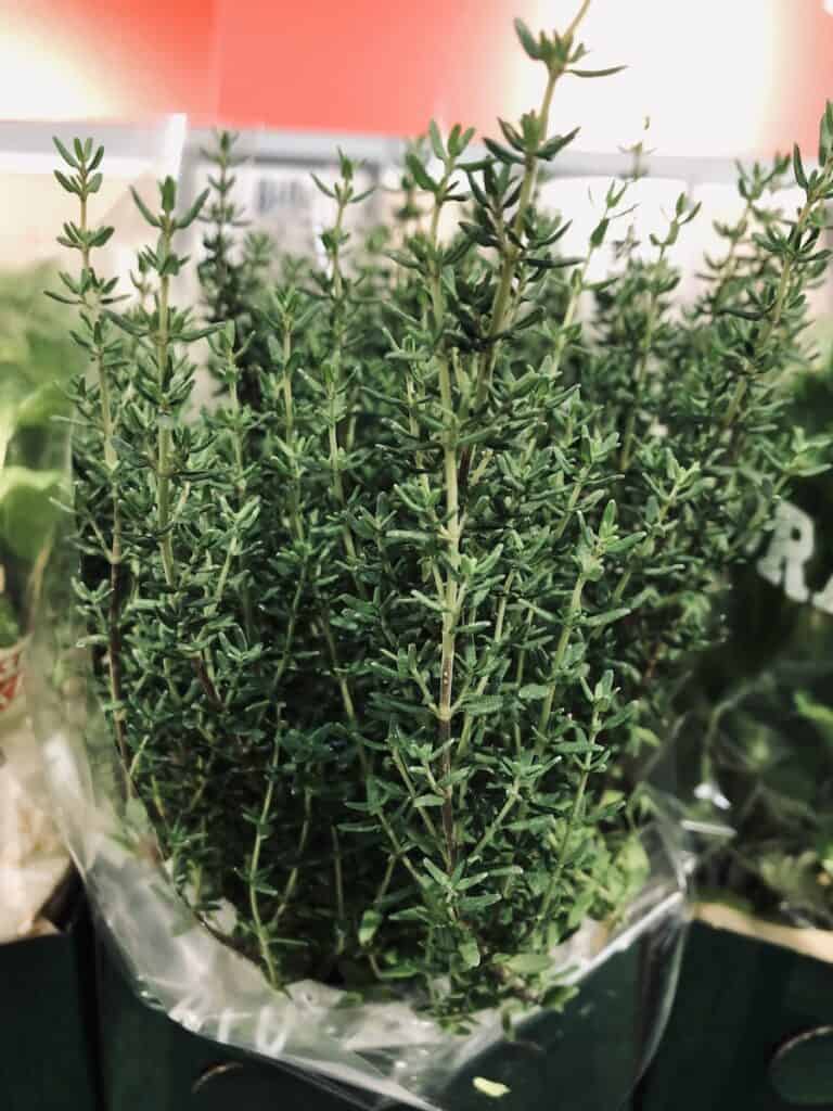 Preserve herbs for winter cooking - Thyme