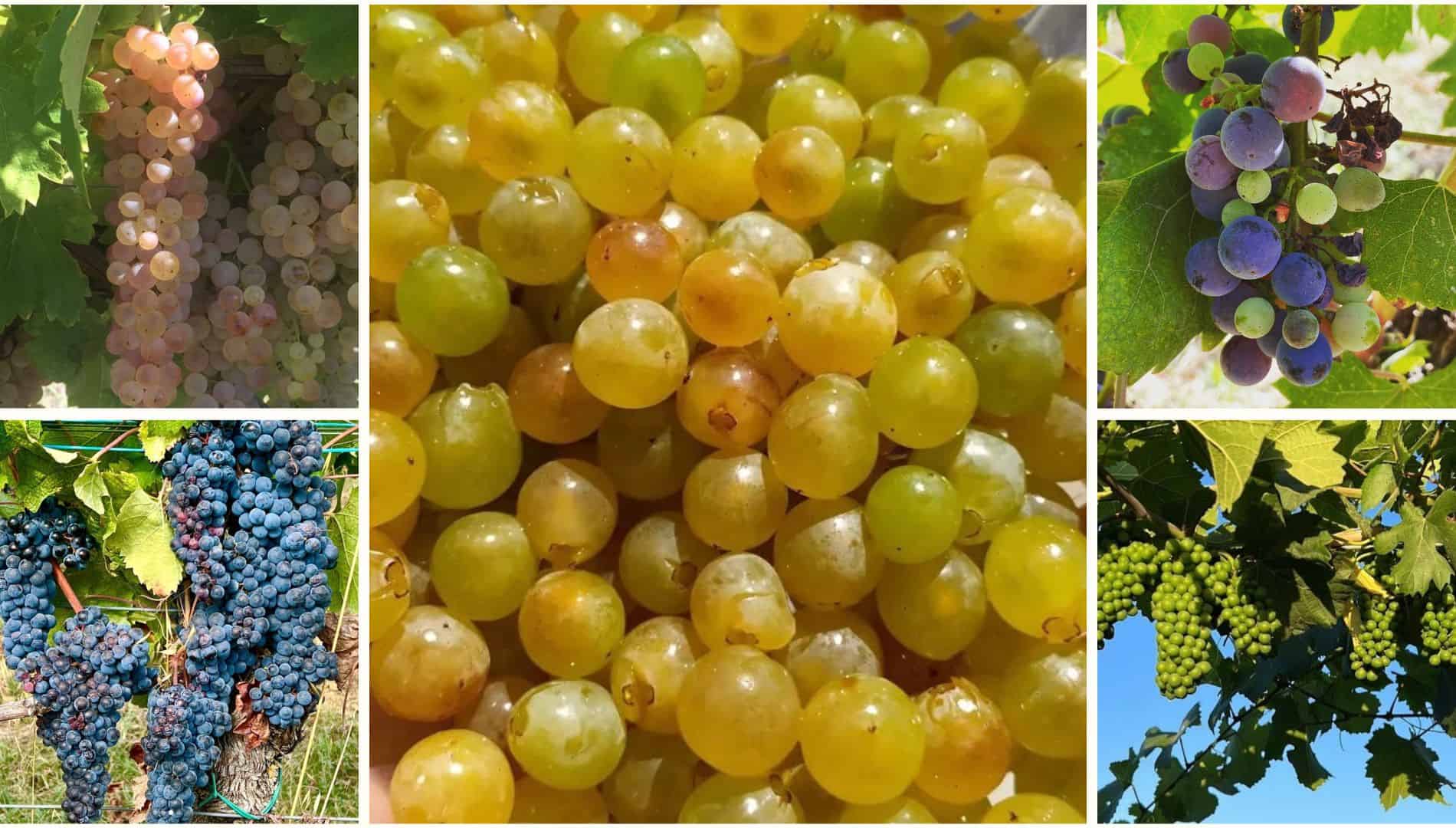 Italian grape varieties