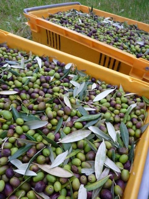 Leccino olives - freshly harvested