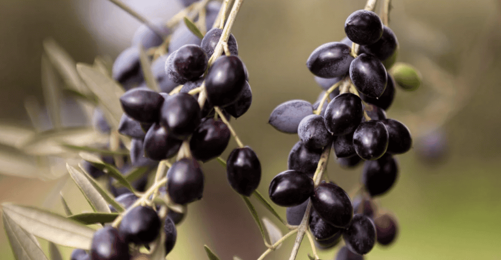 Greek Koroneiki olives